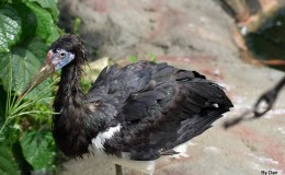 Woodstock’s New Hairdo