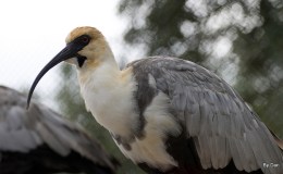 Birds of the Bible – Black-faced Ibis at Jax Zoo by&nbsp;Dan