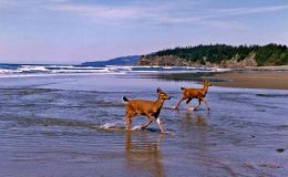 A Curious, Leeping or Panting&nbsp;Deer?