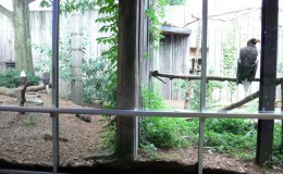 Bald – Golden – Steller’s Sea – Eagles&nbsp;Compared