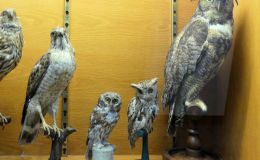 Pleasant Surprise – Hawks and&nbsp;Owls