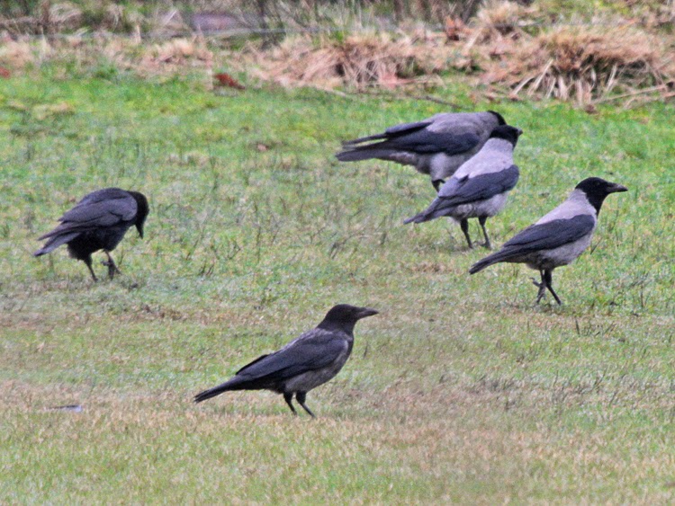 Carrion-Hooded-Crows-mixing.BirdHybrids-photo
