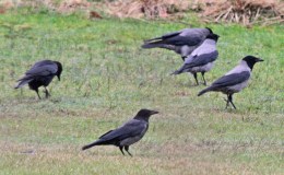 Matthew Chapter A Day –&nbsp;13