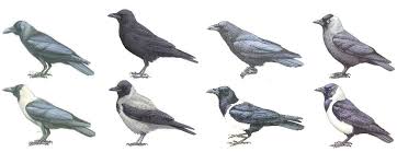 Corvids.JelmerPoelstra-UppsalaUniv-image