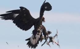 Where Eagles Dare: French Military Training Eagles vs.&nbsp;Drones