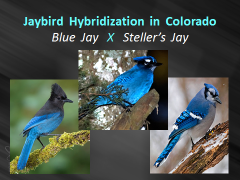 Jaybird-hybrid.Stellers-X-Blue-Jay