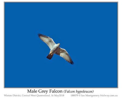 Gray Hawk (falcon hypoleucos) Male by Ian