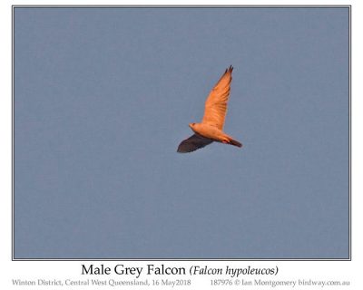 Gray Hawk (falcon hypoleucos) Male by Ian