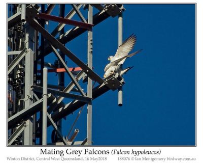 Gray Hawk (falcon hypoleucos) Mating by Ian
