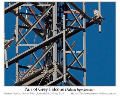 Gray Hawk (falcon hypoleucos) Pair by Ian