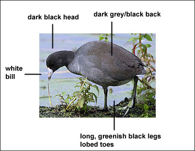 AmericanCoot-ID-notes-pic.Birdzilla