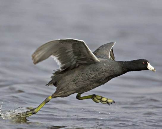 AmericanCoot-water-takeoff.AudubonFieldGuide