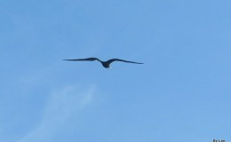 Frigatebirds Flying Over The&nbsp;Beach