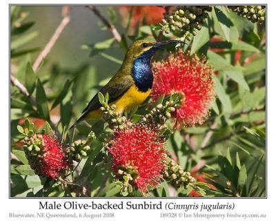 Olive-backed Sunbird (Cinnyris jugularis) Male by Ian