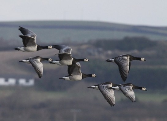 BarnacleGoose-flock-in-flight.BirdGuides