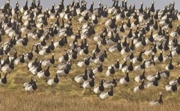 Hvitkinngås, a Coldwater Coast&nbsp;Colonist