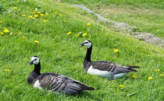 BarnacleGoose-pair.Helsinki-KaivopuistoPark