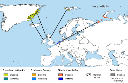 BarnacleGoose-rangemap.WikipediaCommons