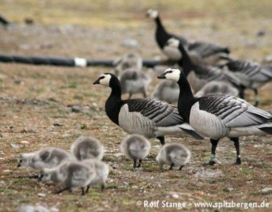 BarnacleGoose-Svalbard.RolfStange