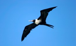 Birds of the Bible – Birds of the Air&nbsp;Updated