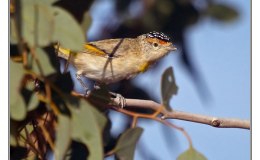 Ian’s Bird of the Moment – Red-browed&nbsp;Pardalote