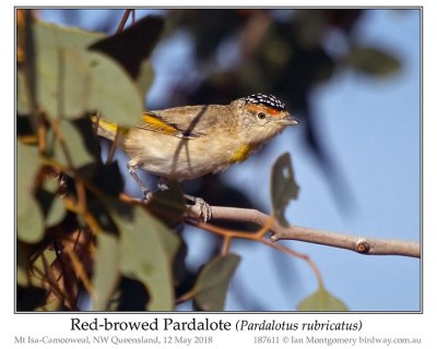 Red-browed Pardalote (Pardalotus rubricatus) by Ian