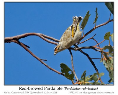 Red-browed Pardalote (Pardalotus rubricatus) by Ian