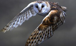 Owls in Flight:  Being Quiet on&nbsp;Purpose
