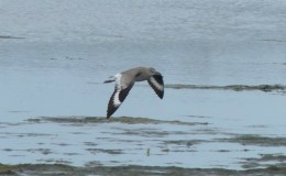 Willets At Ding Darling&nbsp;NWR