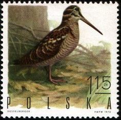 eurasianwoodcock-poland-postage