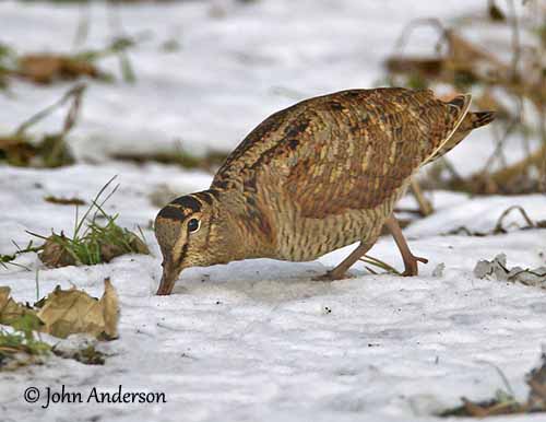 eurasianwoodcock-probing-snow-ouiseauxbirds.com-johnanderson