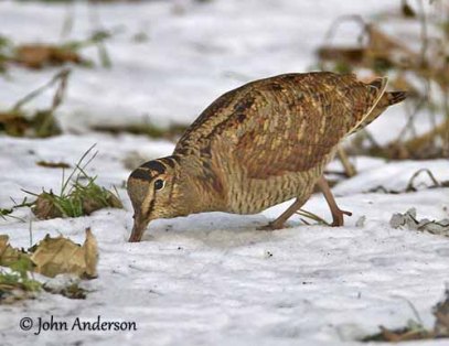 eurasianwoodcock-probing-snow-ouiseauxbirds.com-johnanderson