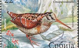 Woodcocks: Devouring Worms, Dwelling in Wet&nbsp;Woods