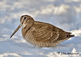 eurasianwoodcock-snow-ouiseauxbirds.com-johnanderson
