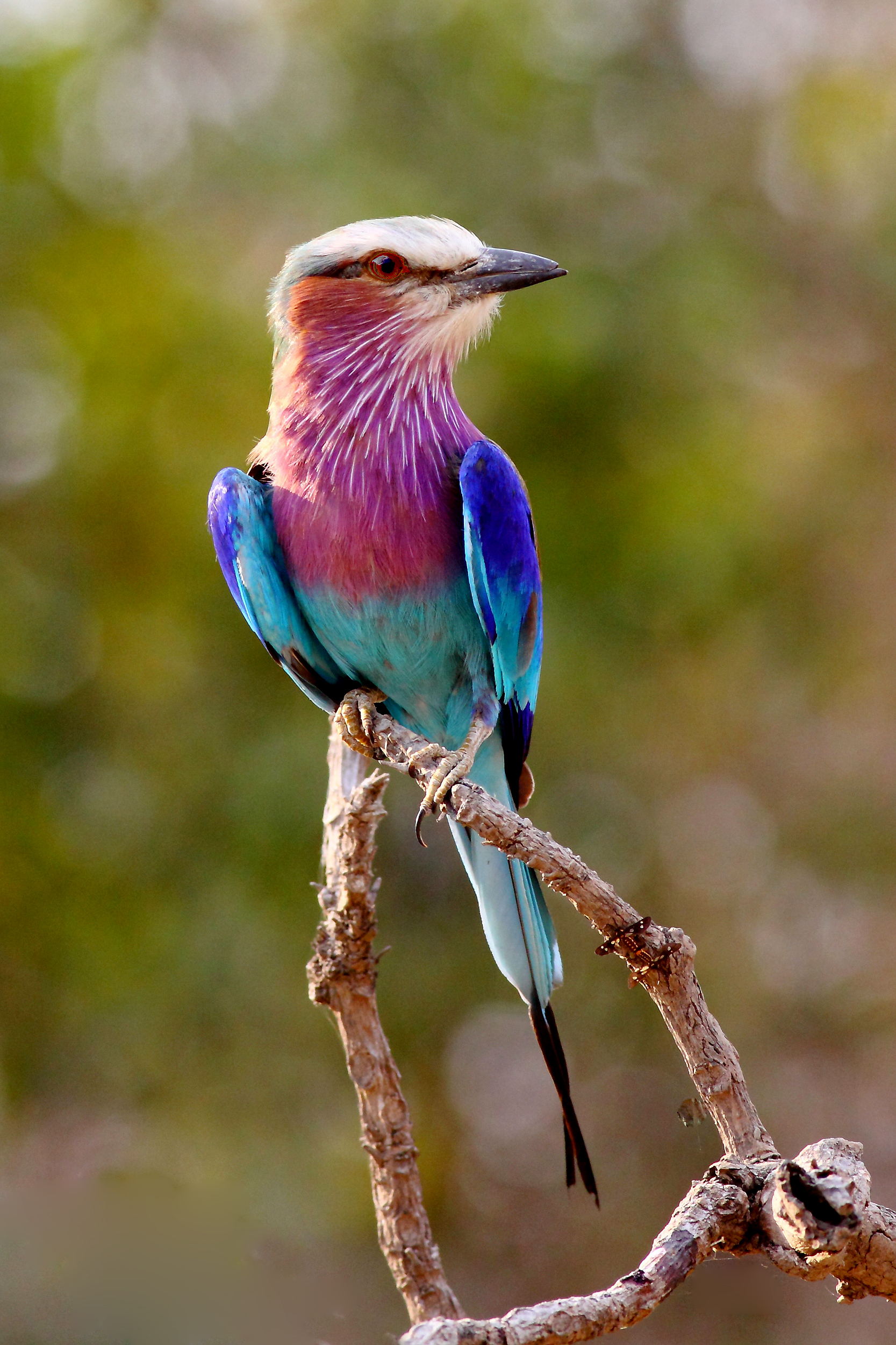 lilac-breasted-roller-posing.wikipediacommons