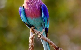 Rollers Robed in&nbsp;Rainbows!