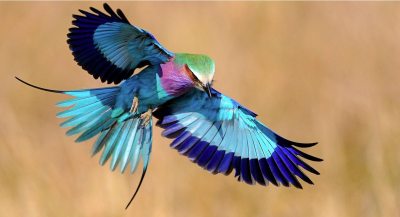 Lilac-breasted Roller @Answersafrica