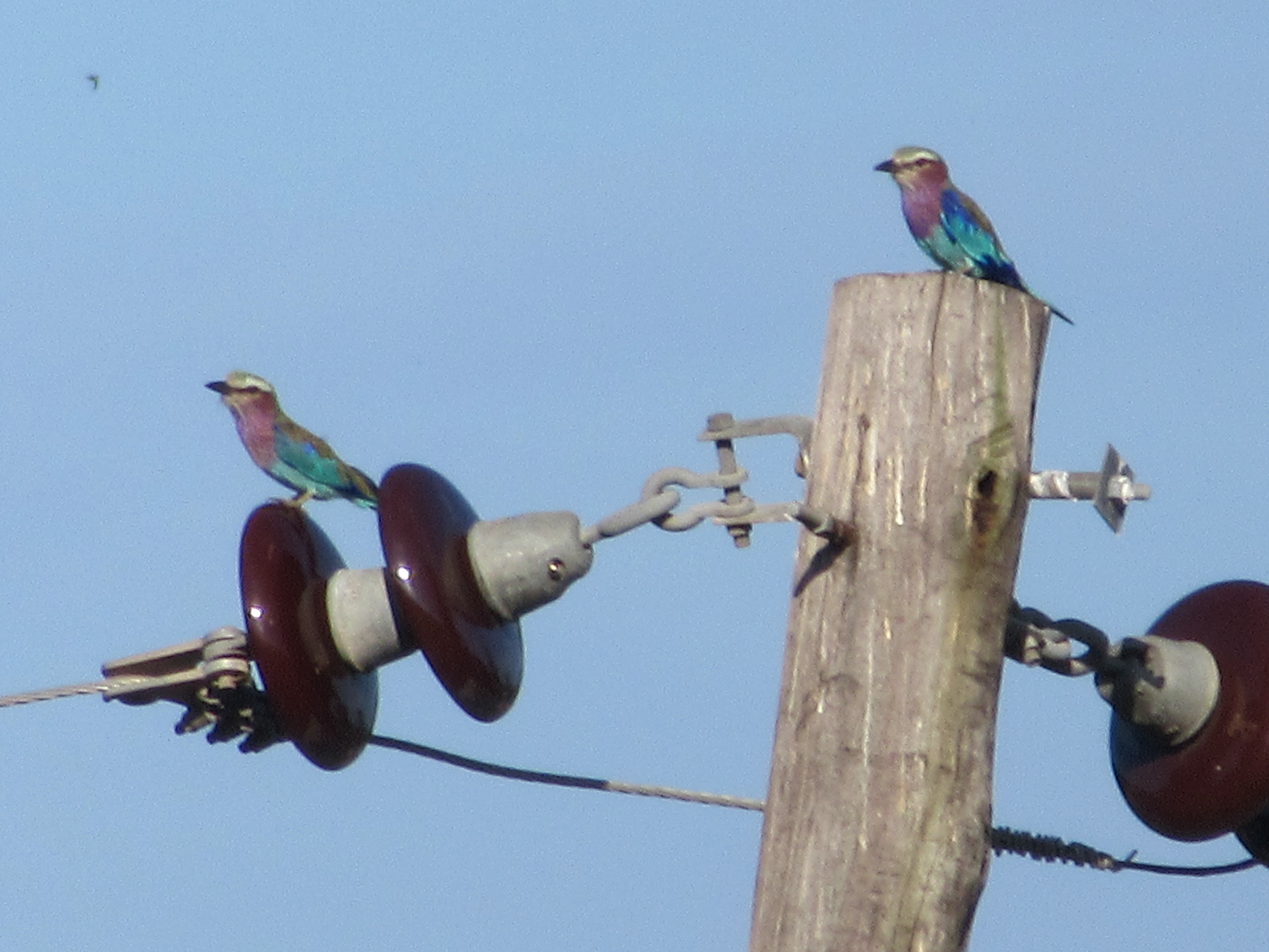 lilacbreasted-rollers-perching-kunduchitanzania.robellis-ad2019