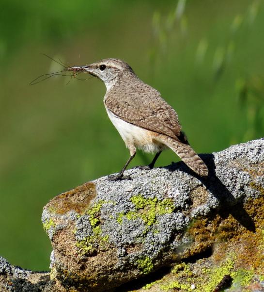 rock-wren-with-horse-hair-fbo-nest.hbw-alive
