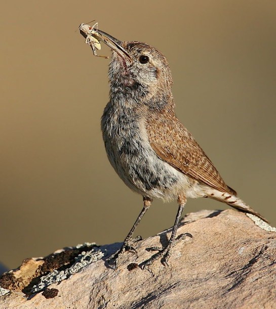 rockwren-with-grasshopper.wikipedia