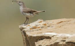 ROCK WREN: Living Life upon the&nbsp;Rock