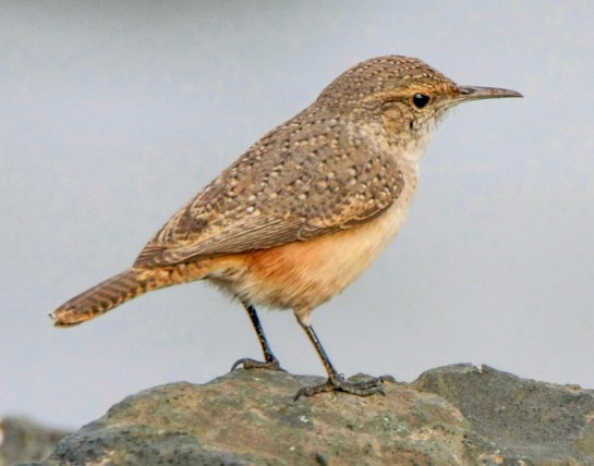 rockwren.discoverlife