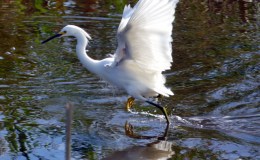 Walking Snowy Egret Showing Off Yellow&nbsp;Feet