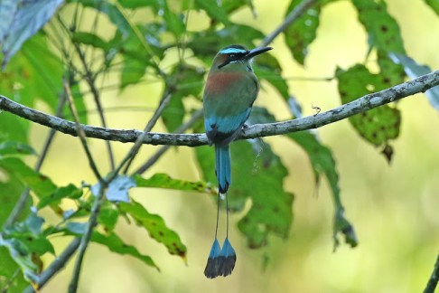 turquoise-browed-motmot.dominicmitchell