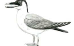 The First Beak – Creation&nbsp;Moments