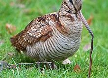 Garfield – Early Bird Gets the&nbsp;Worm