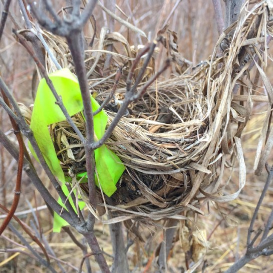BirdNest-with-flagging