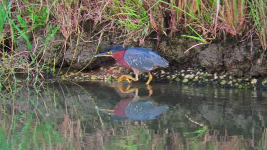 GreenHeron-EastTexas.YouTube