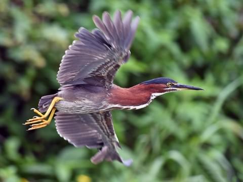 GreenHeron-flying.AllAboutBirds-CornellLabOrnithology