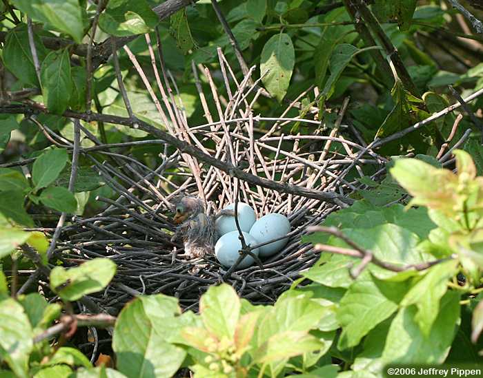 GreenHeron-nest-1hatchling-3eggs.JeffreyPippen